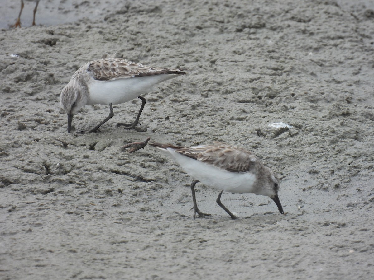 Little Stint - ML647610918