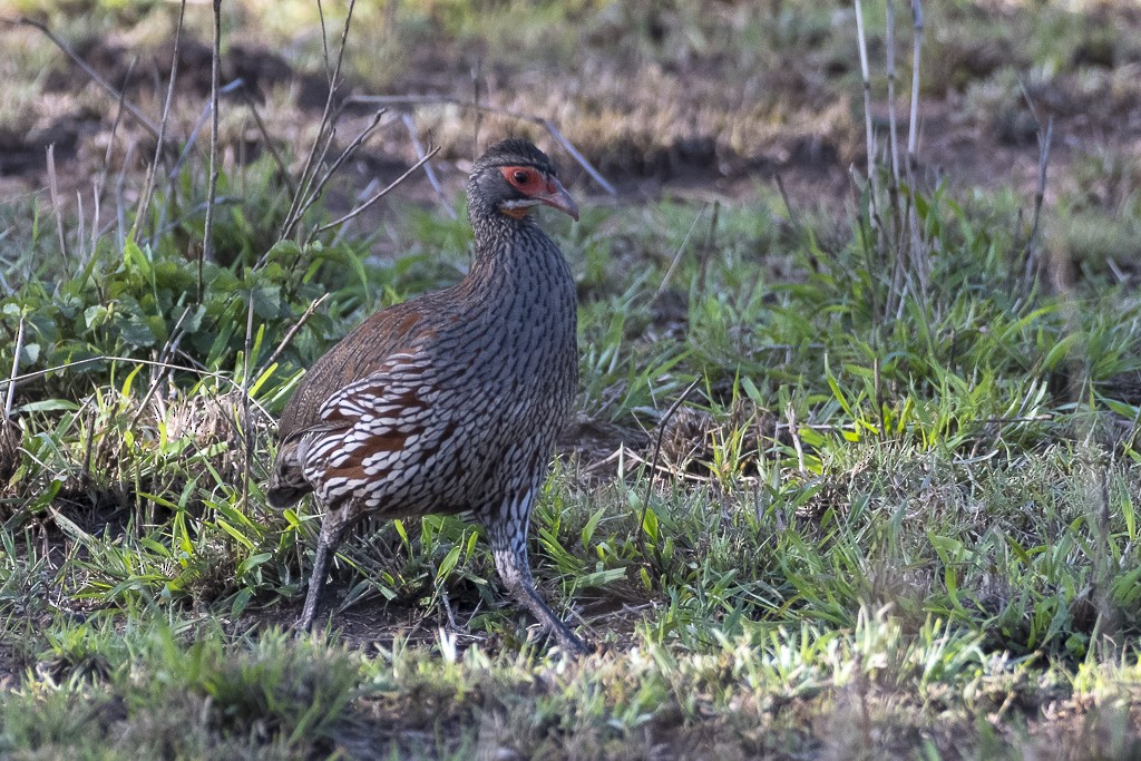Gray-breasted Spurfowl - ML647610927