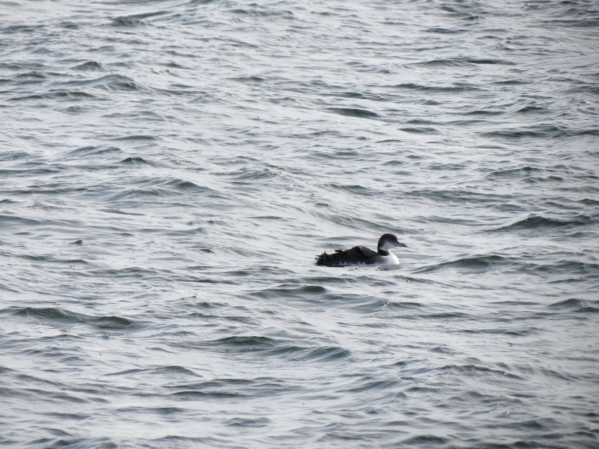 Common Loon - ML647610943