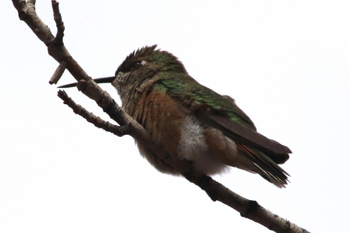 Rufous Hummingbird - ML647610948