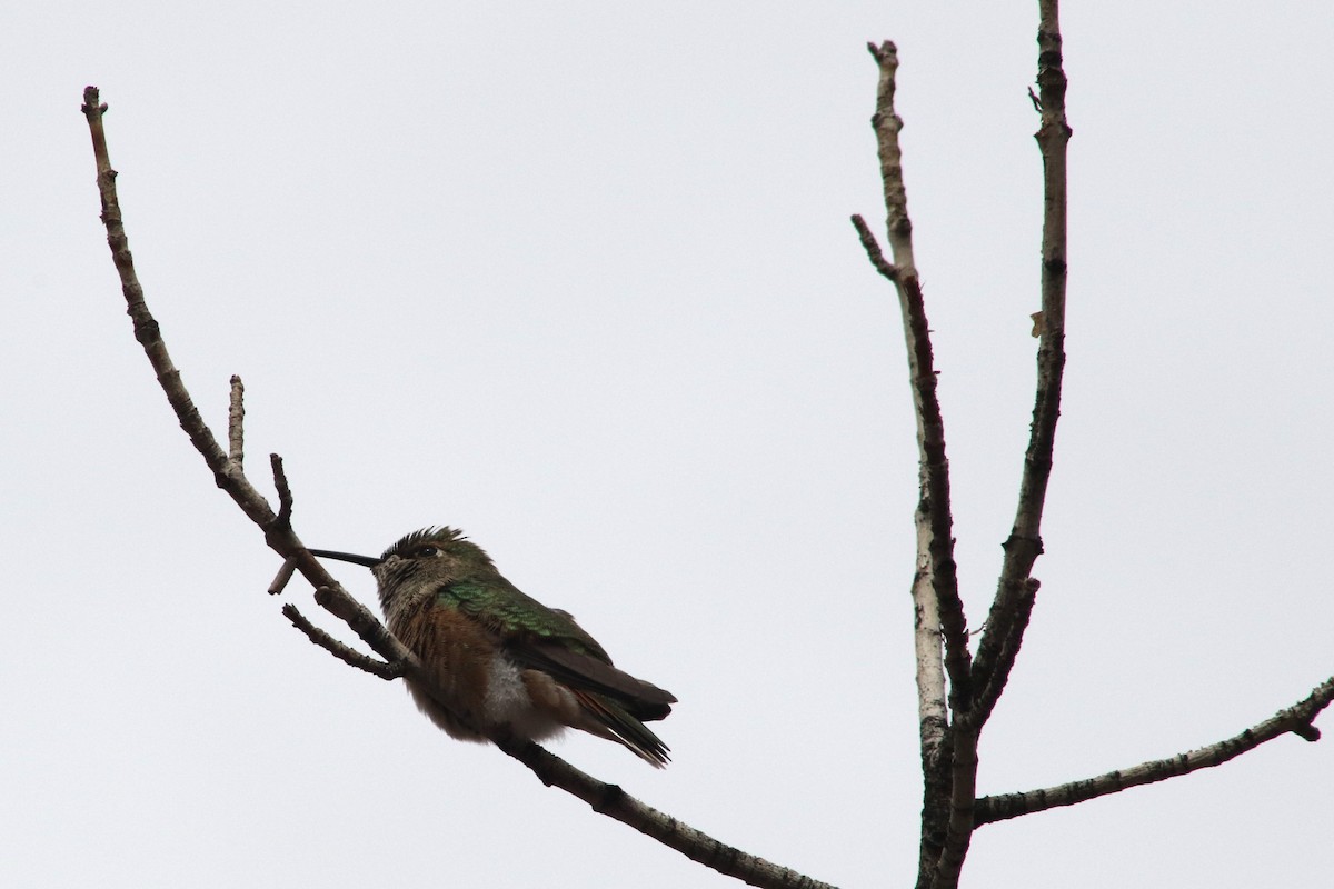 Rufous Hummingbird - ML647610949