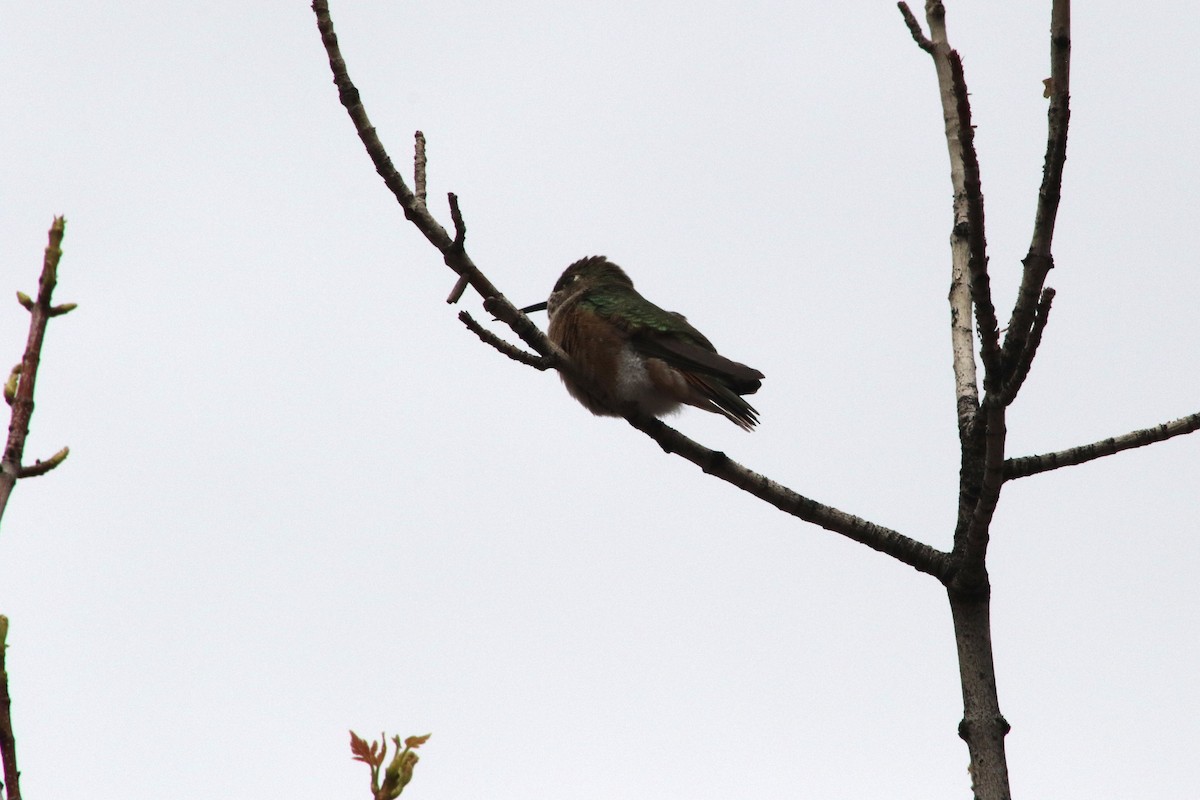 Rufous Hummingbird - ML647610950