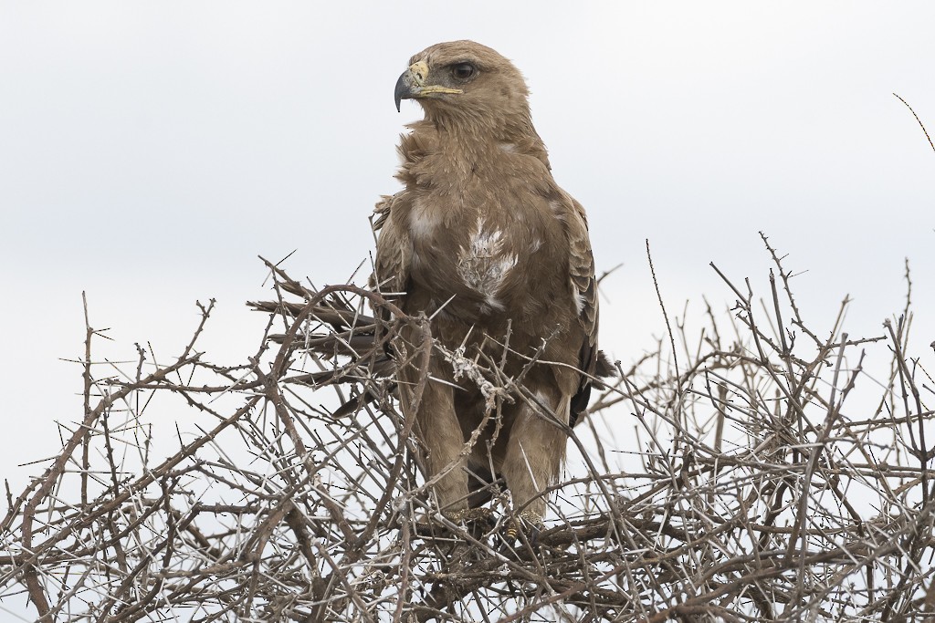 Tawny Eagle - ML647610955