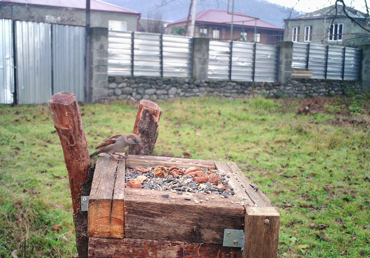 Gorrión Común - ML647610979