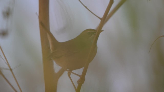 Соловей-красношейка - ML647610980