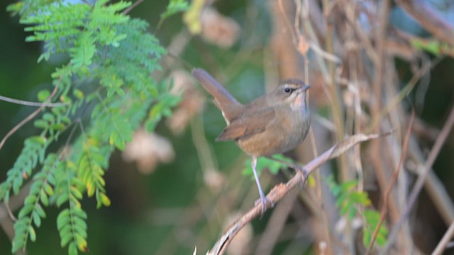 Соловей-красношейка - ML647610981