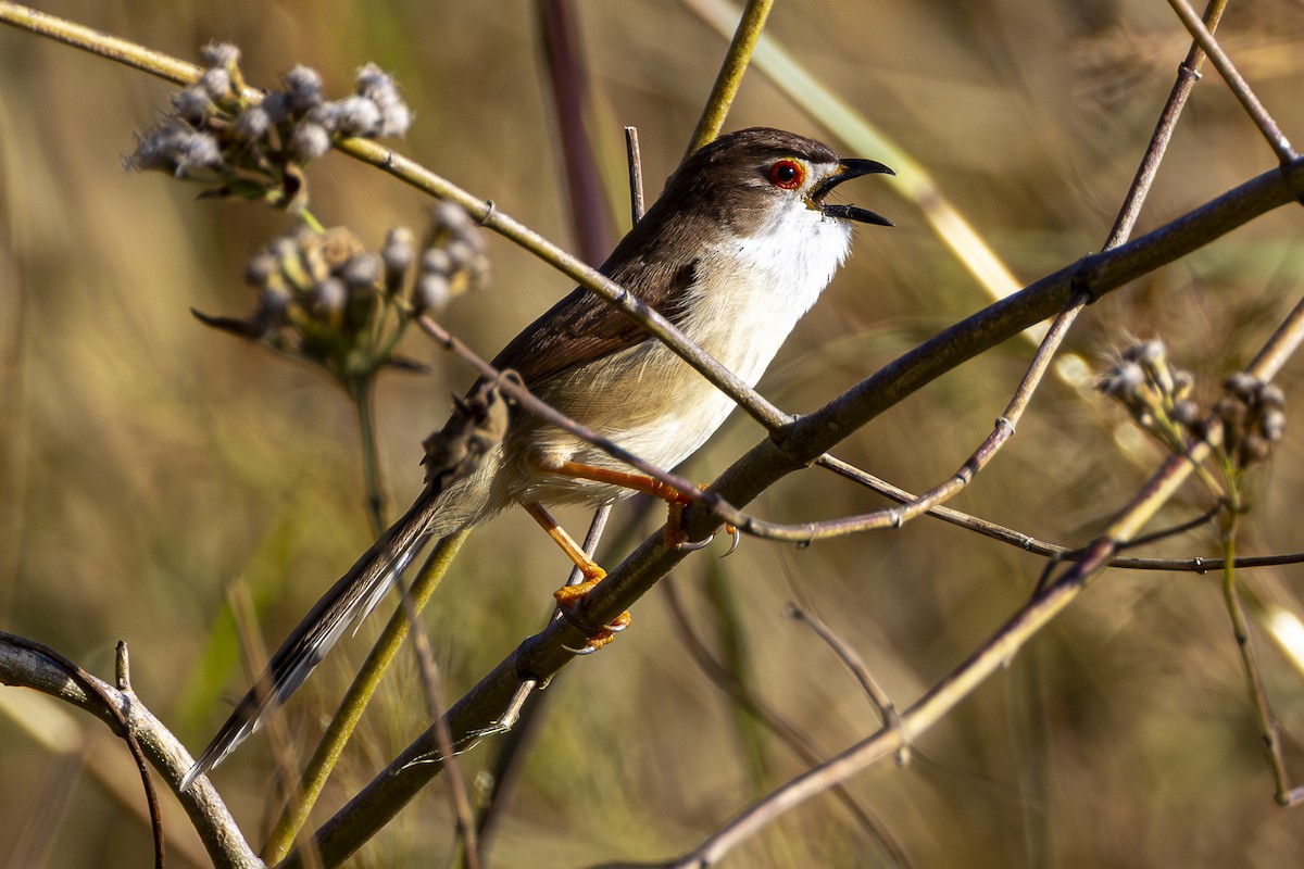 Yellow-eyed Babbler - ML647610985