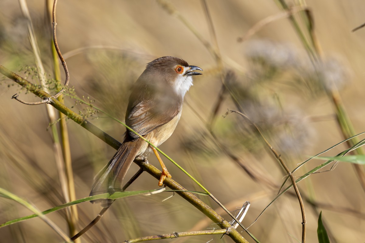 Yellow-eyed Babbler - ML647610986