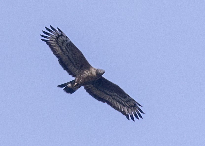 キナバルカンムリワシ - ML647610988