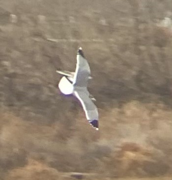 Goéland de Californie - ML647610990