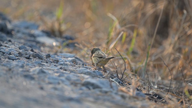 Седоголовая овсянка - ML647610992