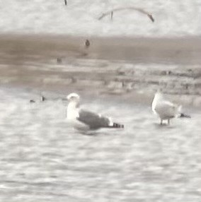 goéland sp. (Larus sp.) - ML647610995