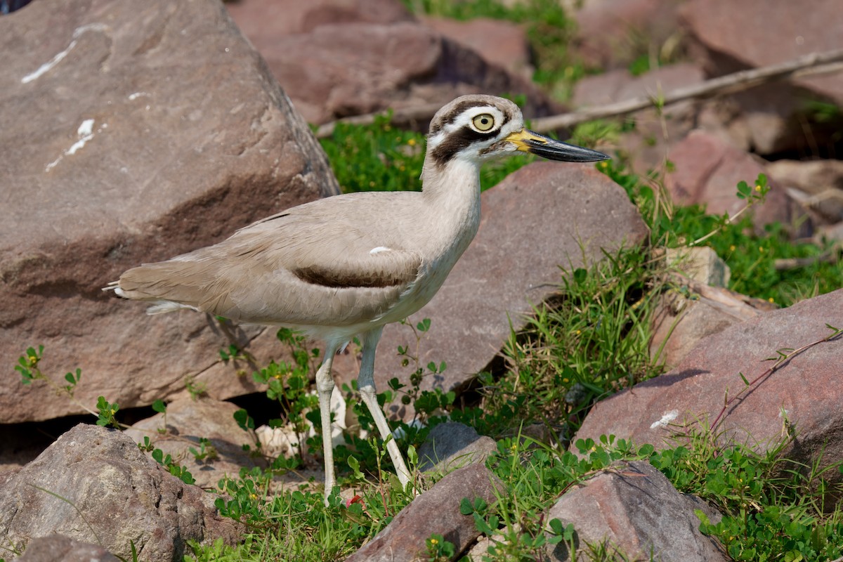Great Thick-knee - ML647610996