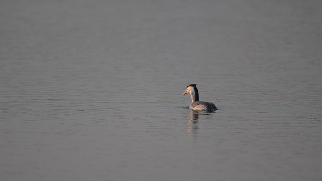 Чомга - ML647611005