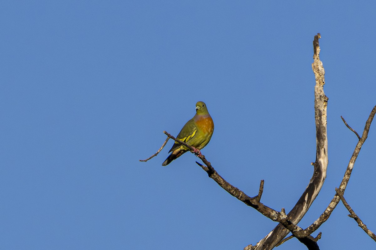 Orange-breasted Green-Pigeon - ML647611011