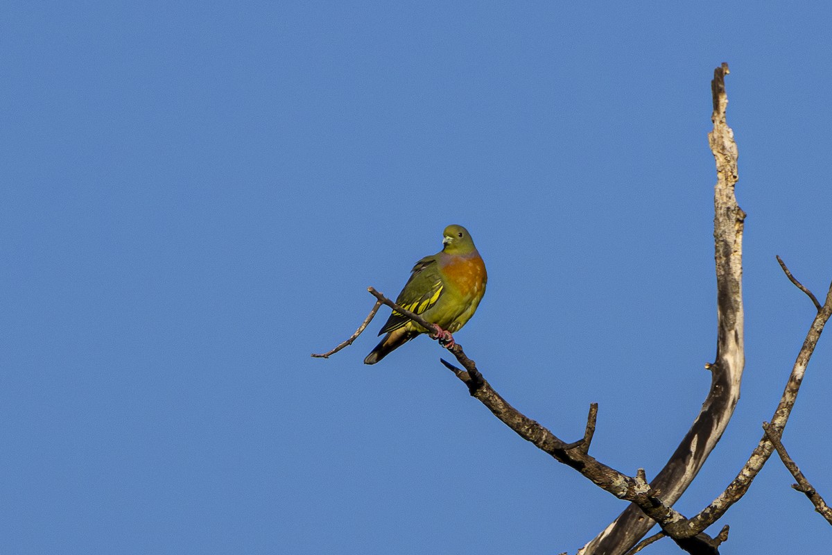 Orange-breasted Green-Pigeon - ML647611012