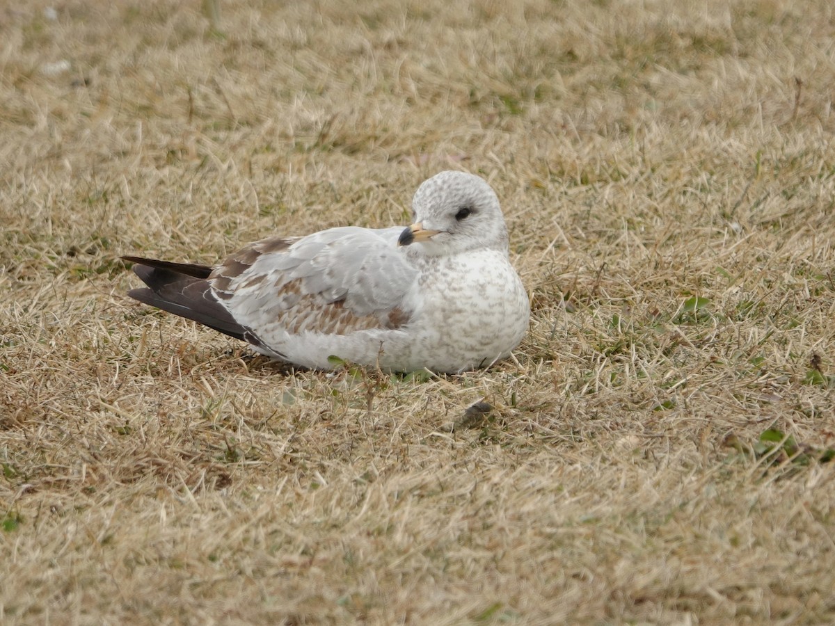 Мартин делаверський - ML647611018