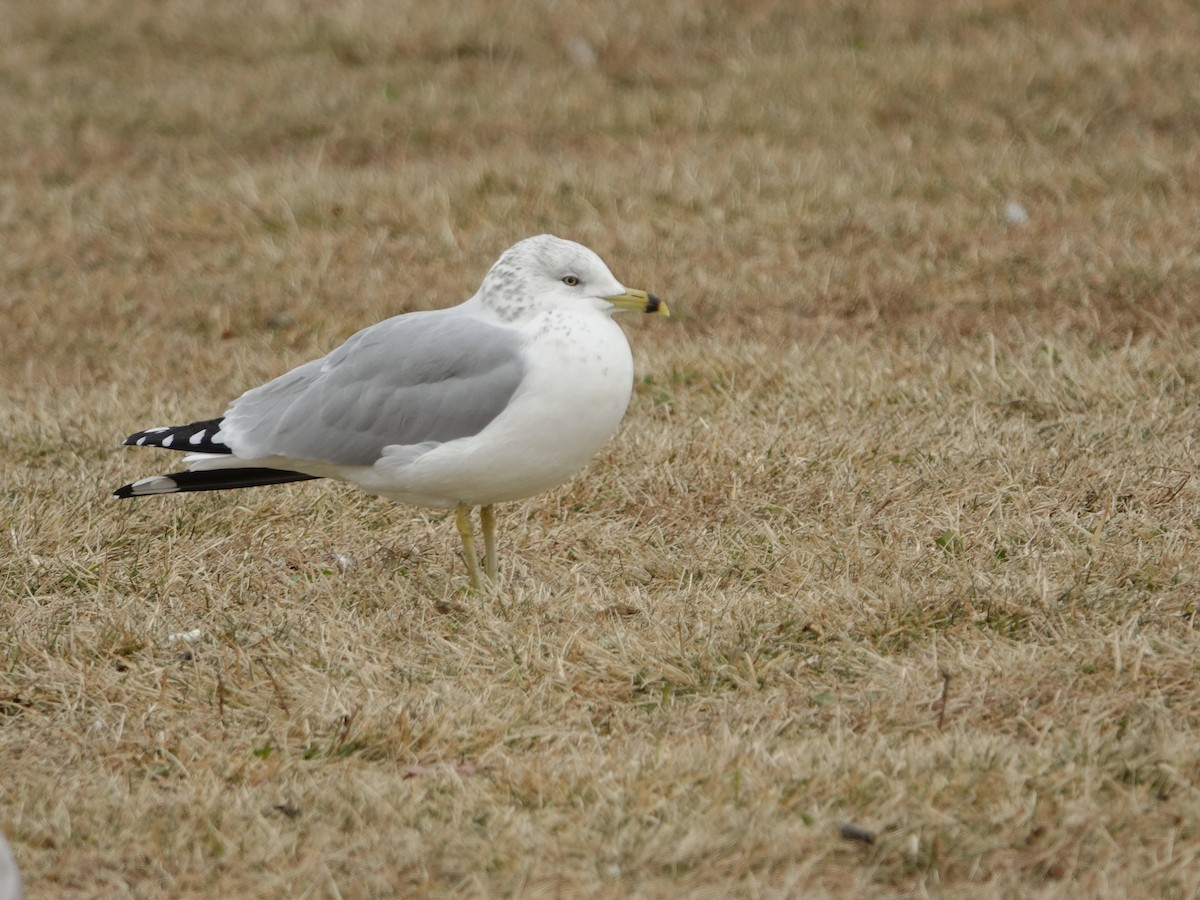 Мартин делаверський - ML647611020