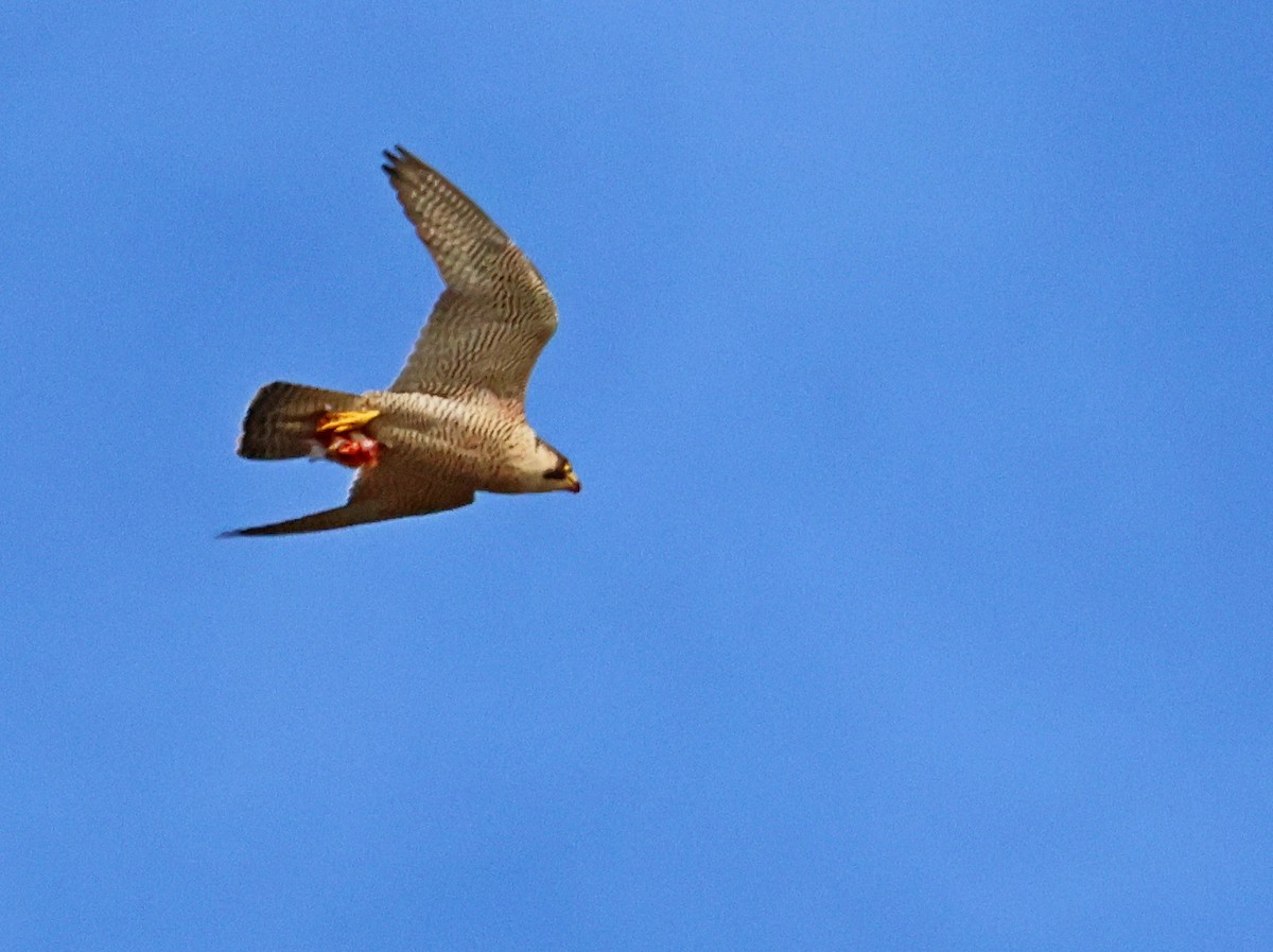 Peregrine Falcon - ML647611031