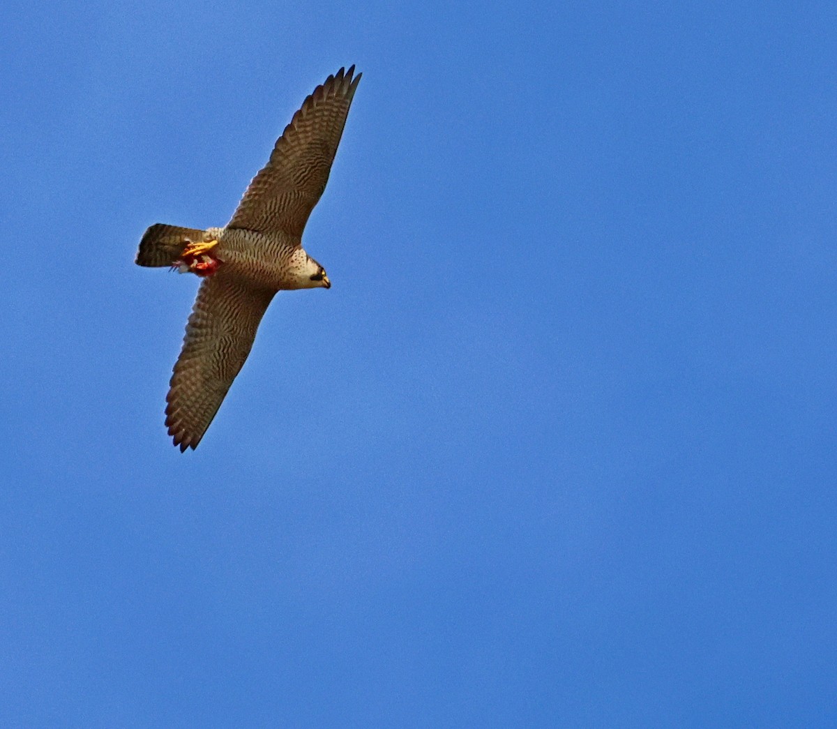 Peregrine Falcon - ML647611032