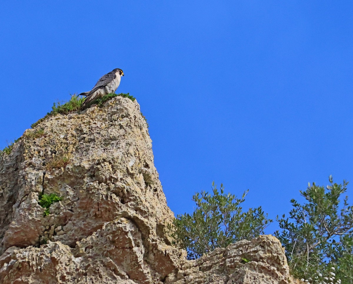 Peregrine Falcon - ML647611033