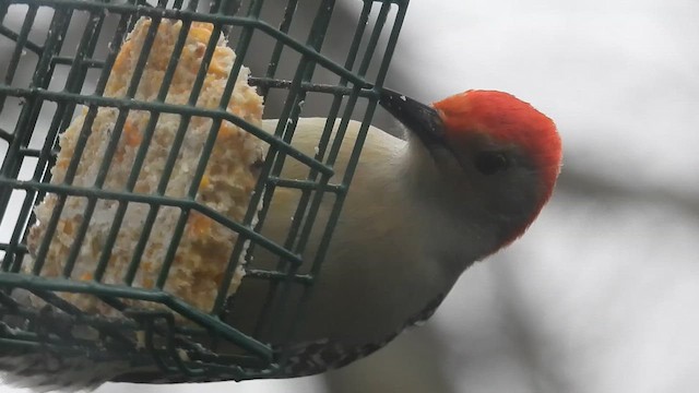 Каролинский дятел - ML647611053