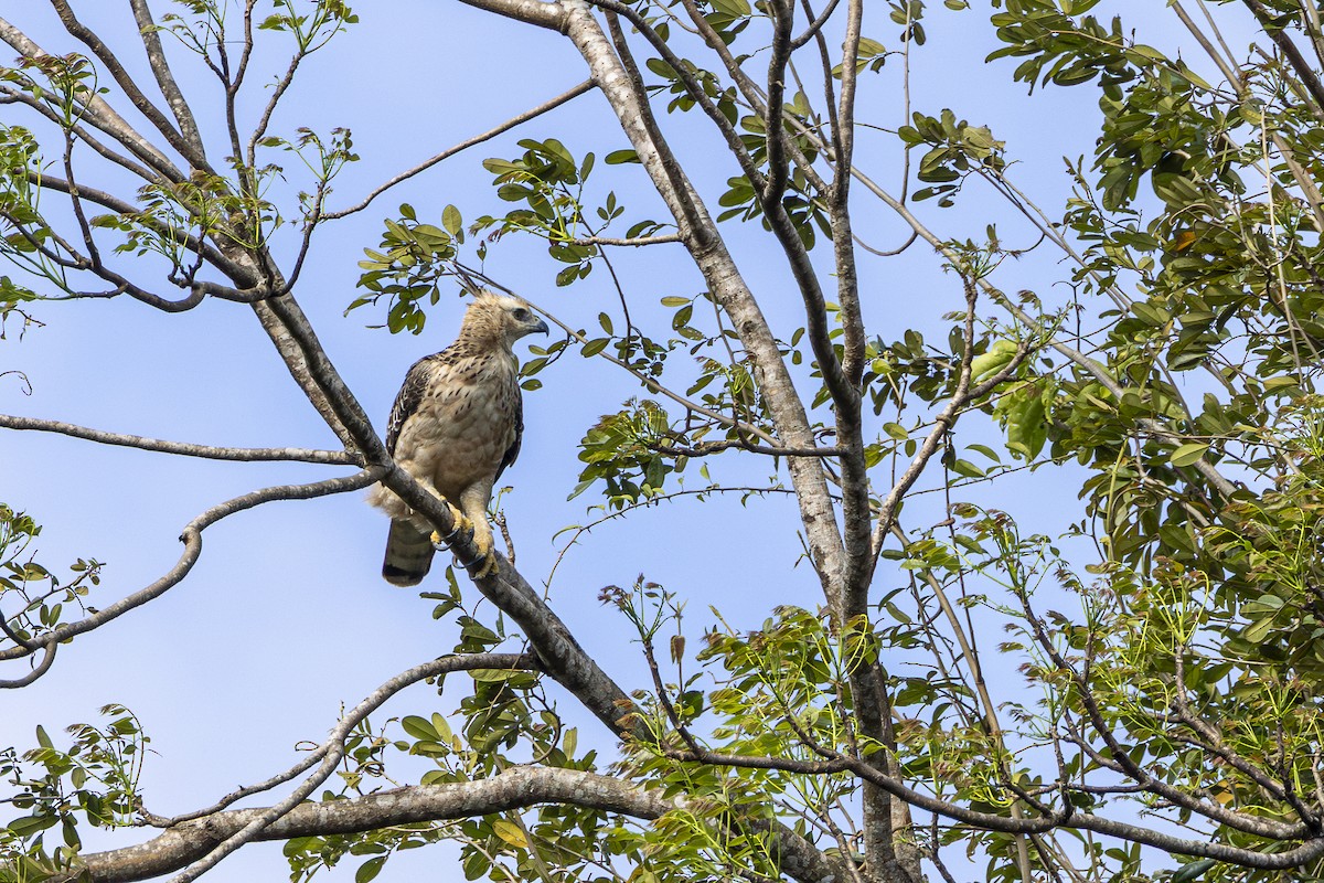 Águila Variable (variable) - ML647611059