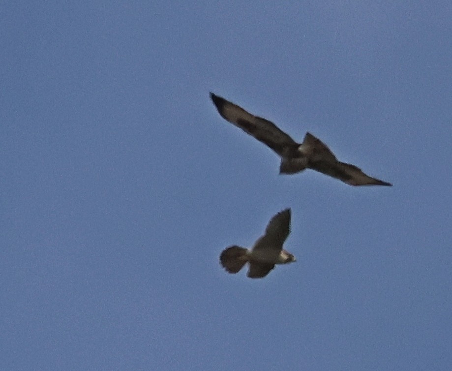 Peregrine Falcon - ML647611064