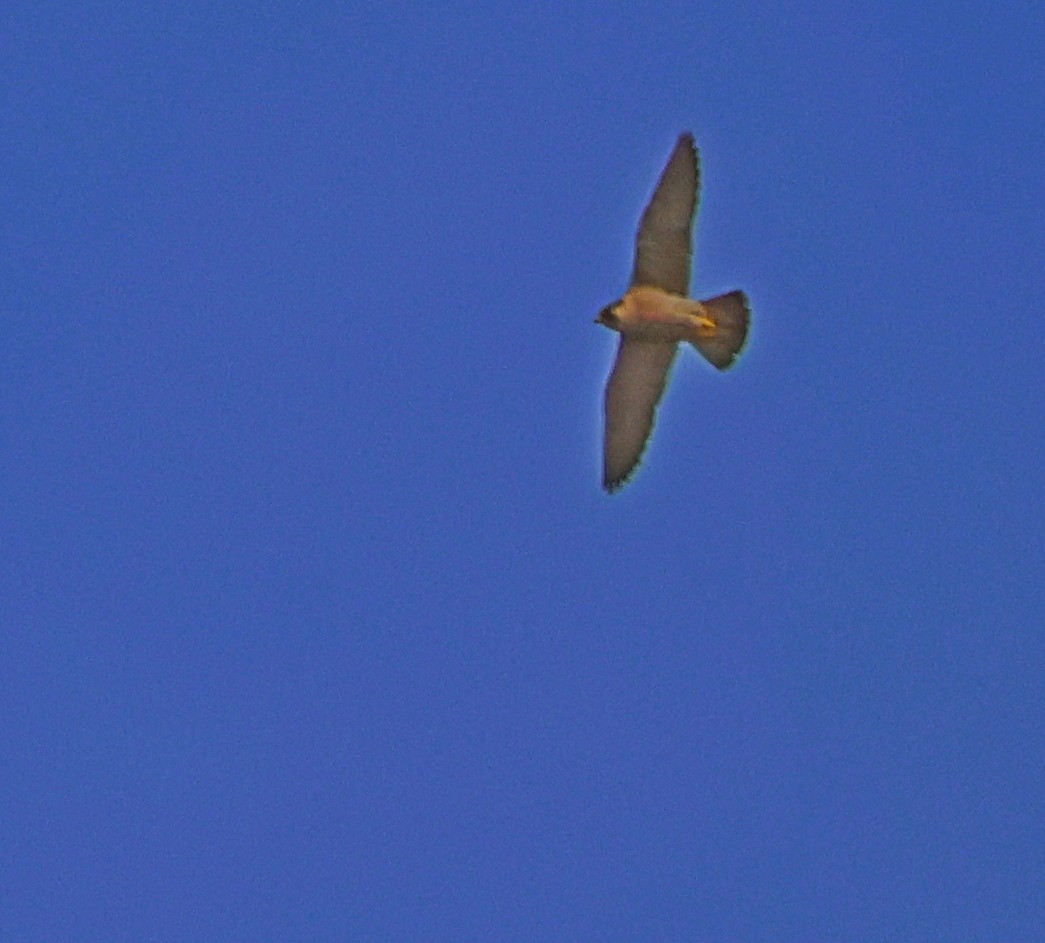 Peregrine Falcon - ML647611069