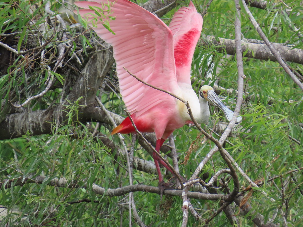 Espátula Rosada - ML647611073