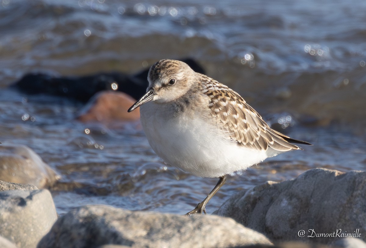 Semipalmated Sandpiper - ML647611078