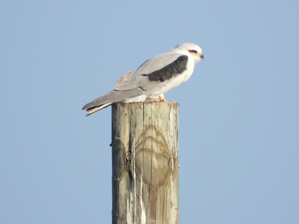 Elanio Maromero - ML647611079