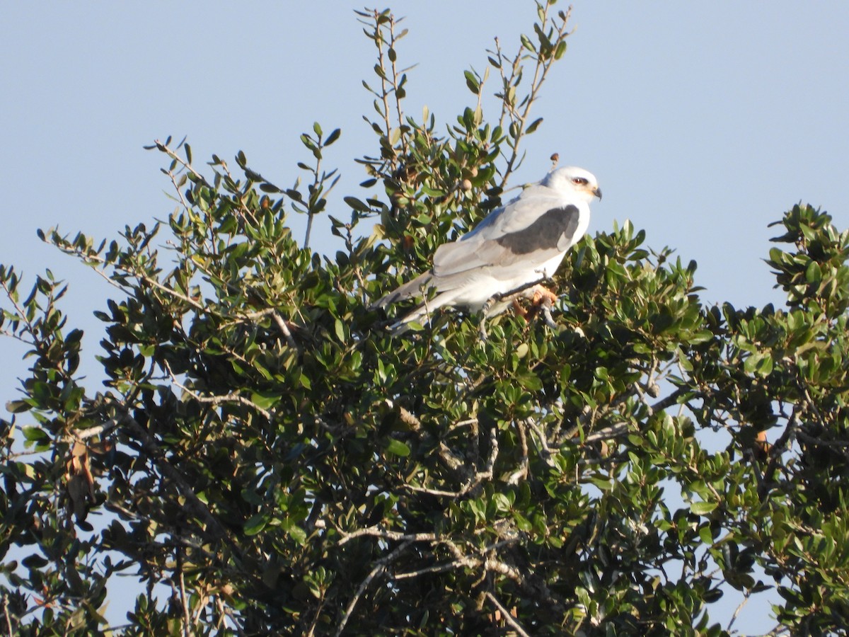 Elanio Maromero - ML647611080