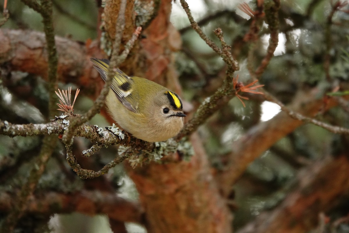 Reyezuelo Sencillo - ML647611082