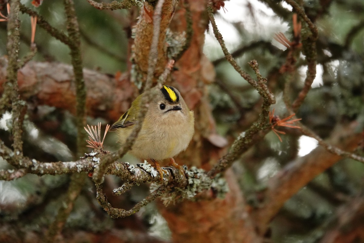 Reyezuelo Sencillo - ML647611083