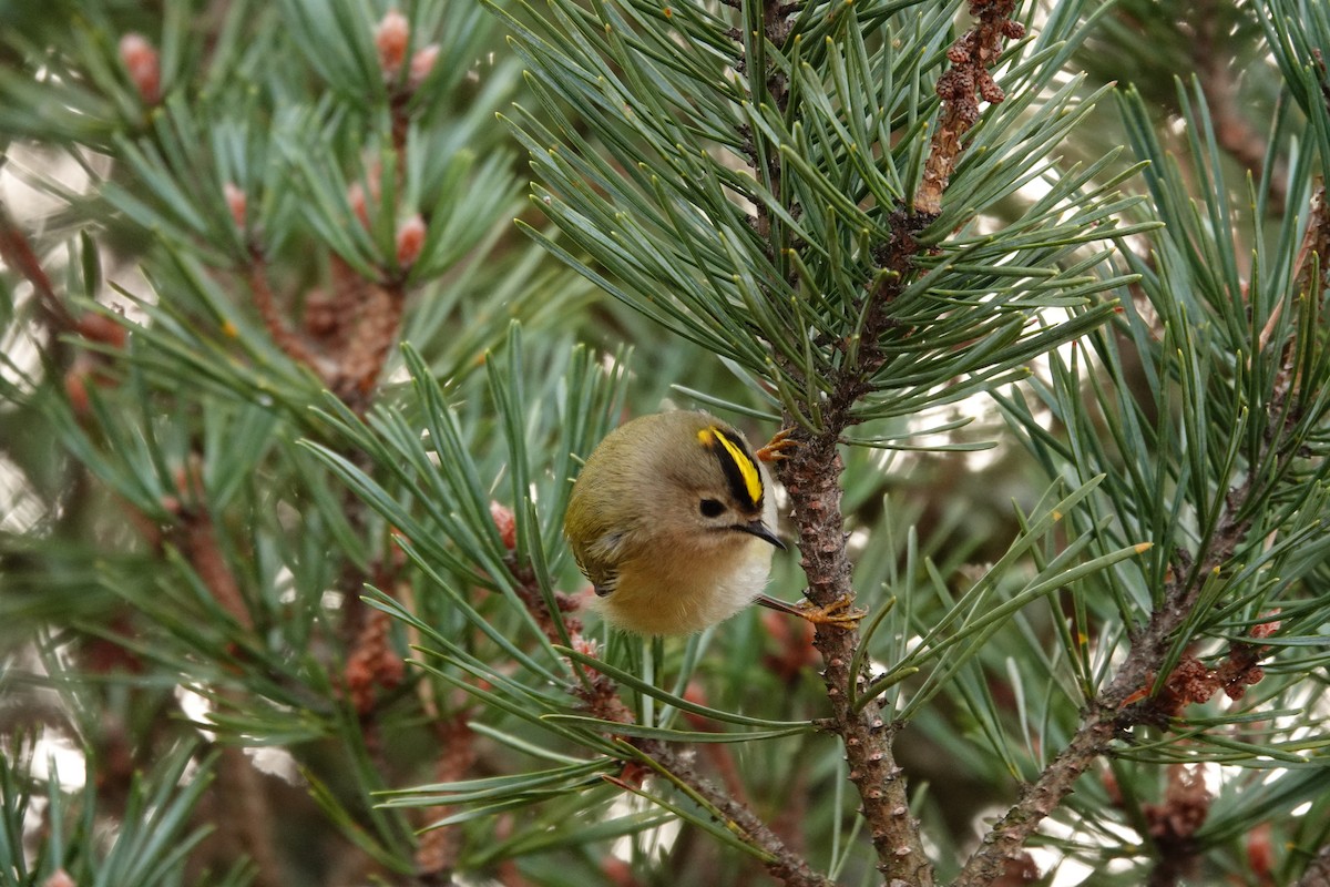 Reyezuelo Sencillo - ML647611084