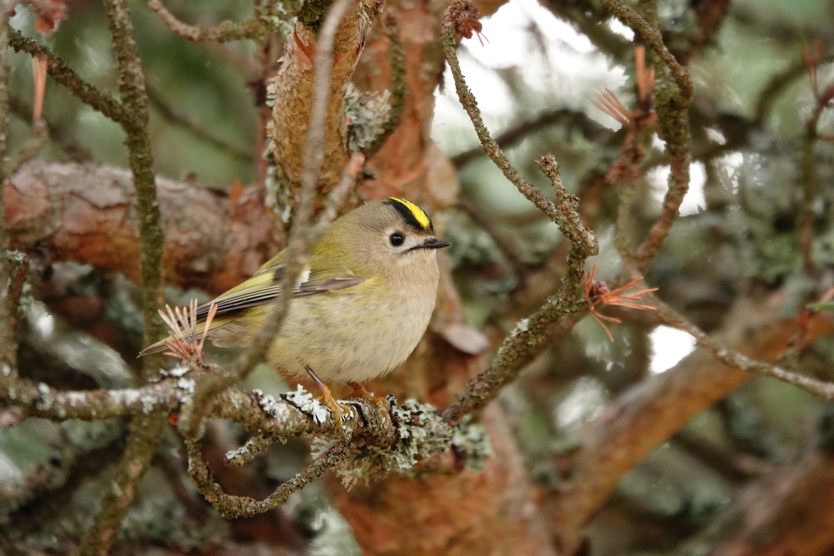 Reyezuelo Sencillo - ML647611085