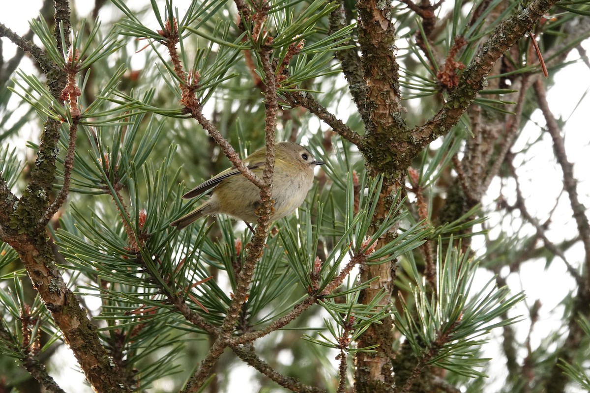 Reyezuelo Sencillo - ML647611086