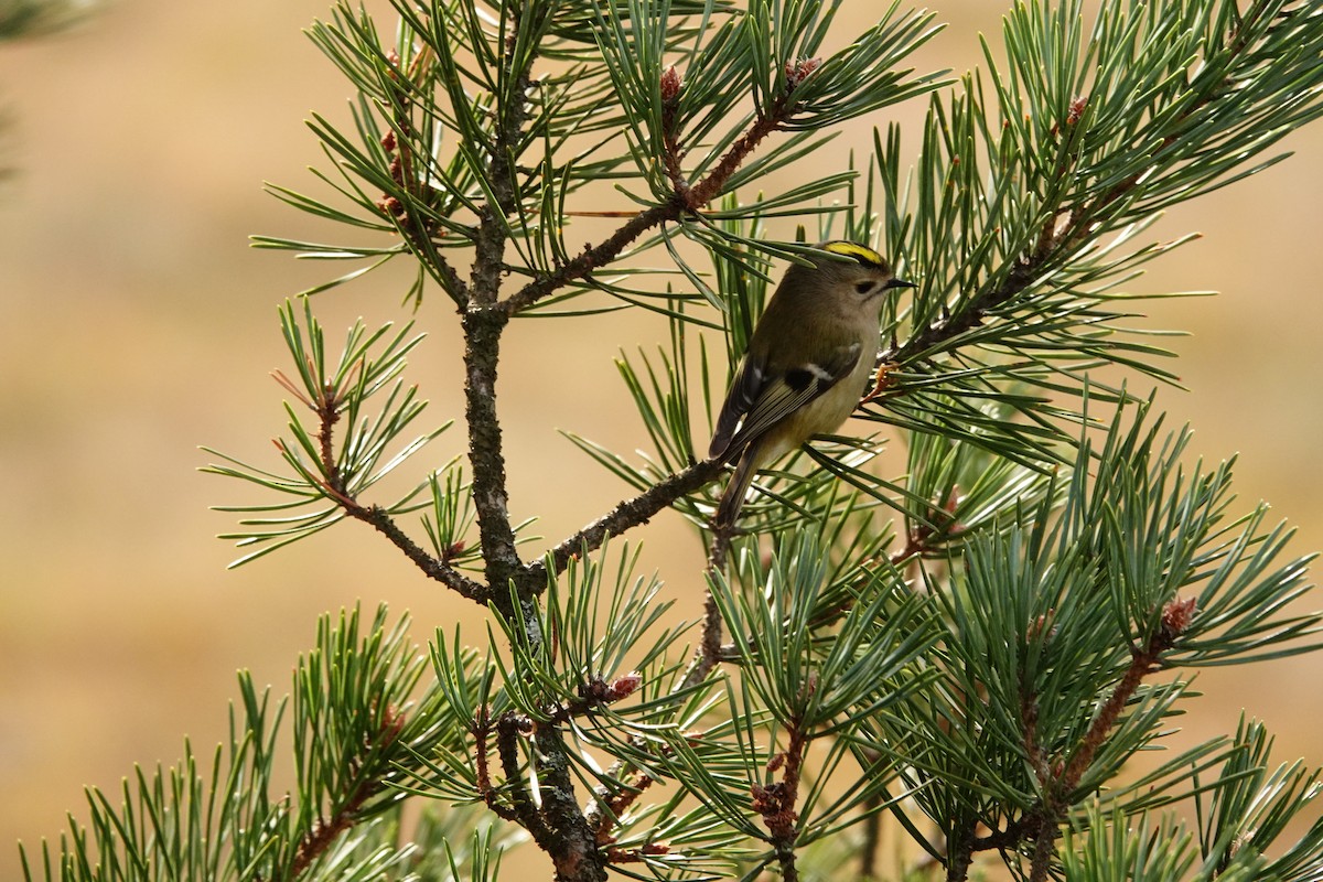 Reyezuelo Sencillo - ML647611087