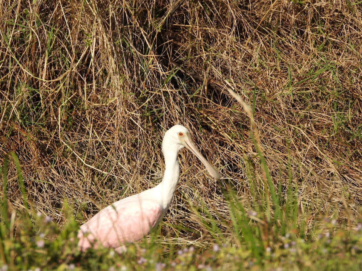 Espátula Rosada - ML647611090