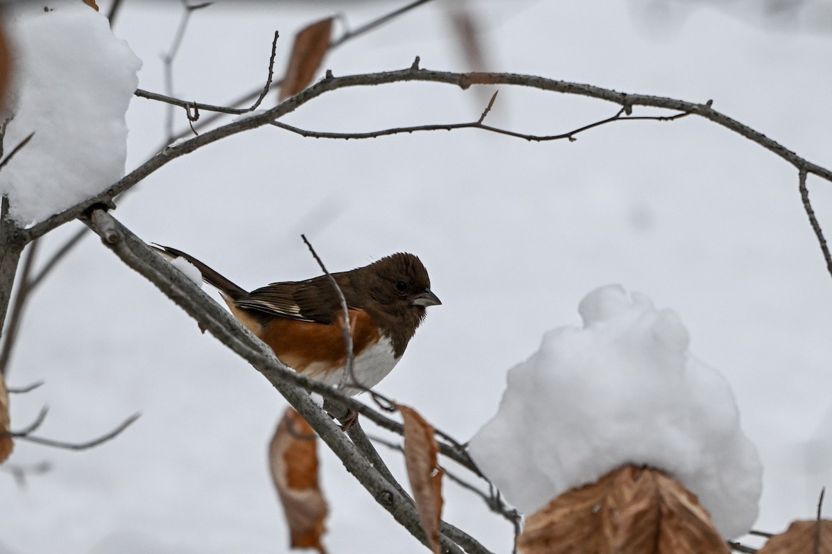 Toquí Flanquirrufo - ML647611091