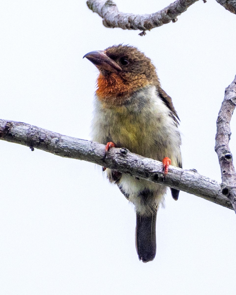 Barbudo Pardo de Borneo - ML647611092