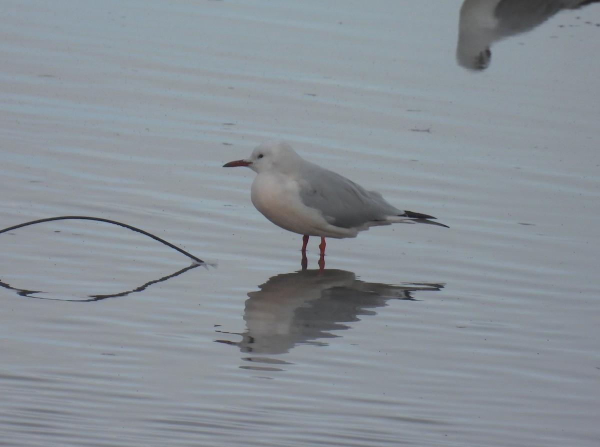 Gaviota Picofina - ML647611093
