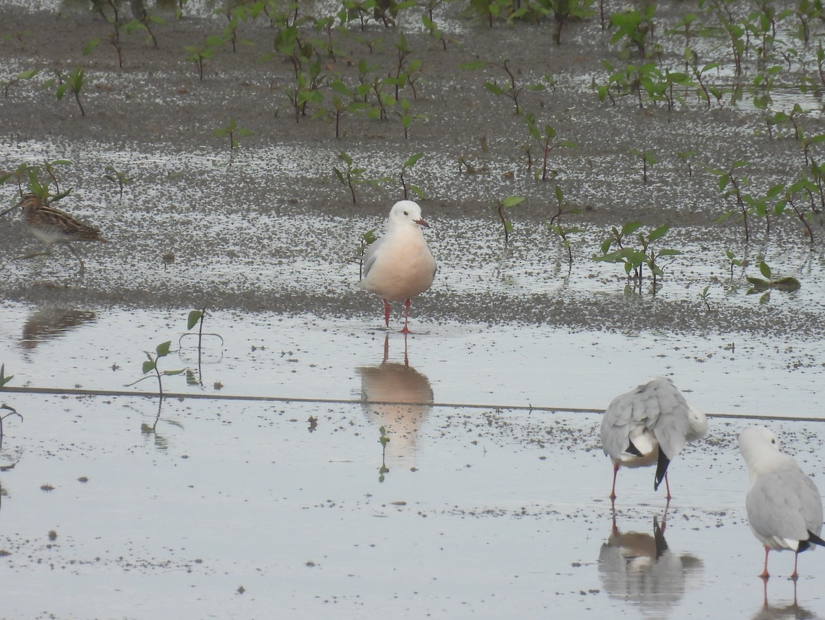 Gaviota Picofina - ML647611094