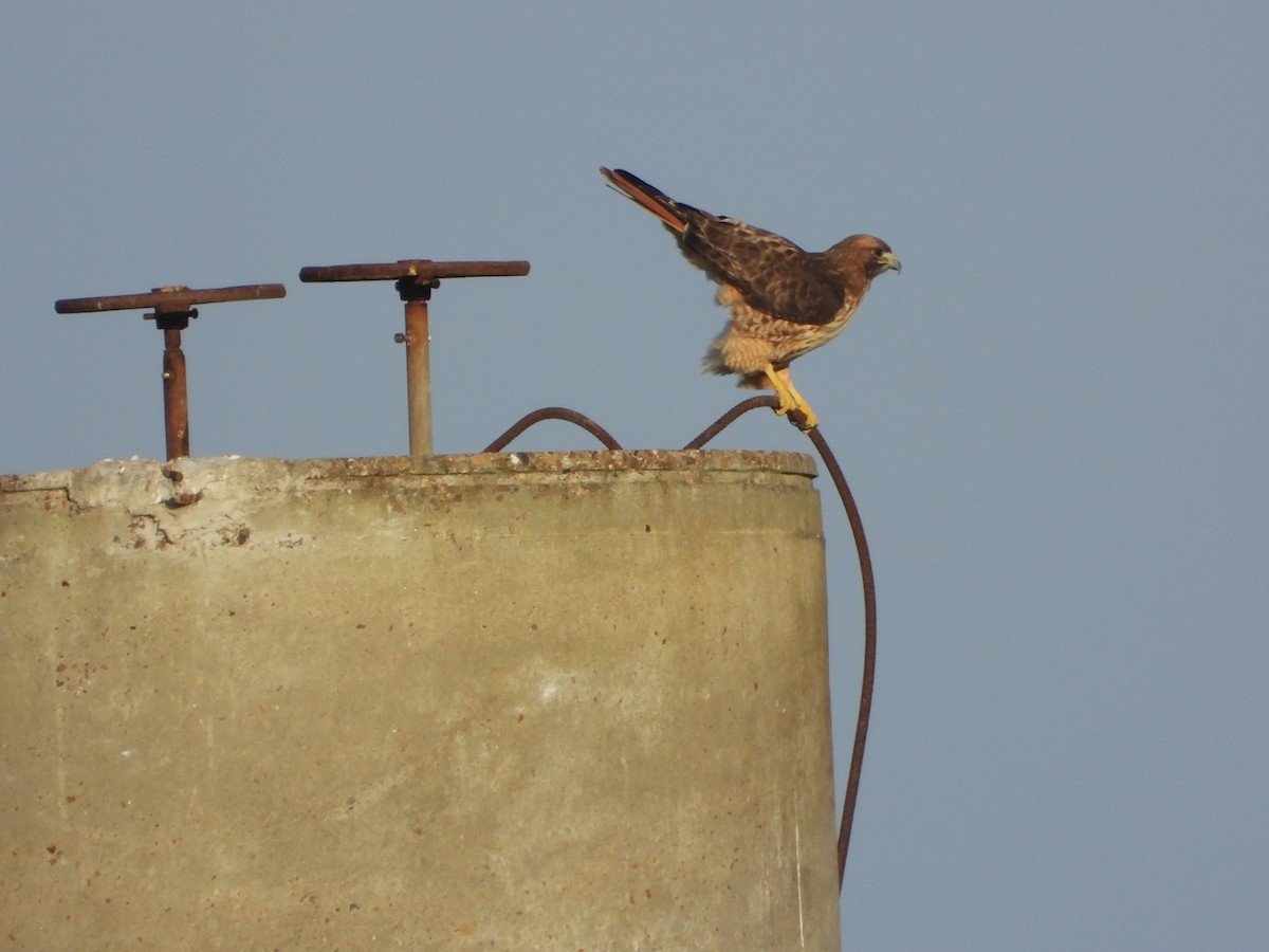 Busardo Colirrojo - ML647611095