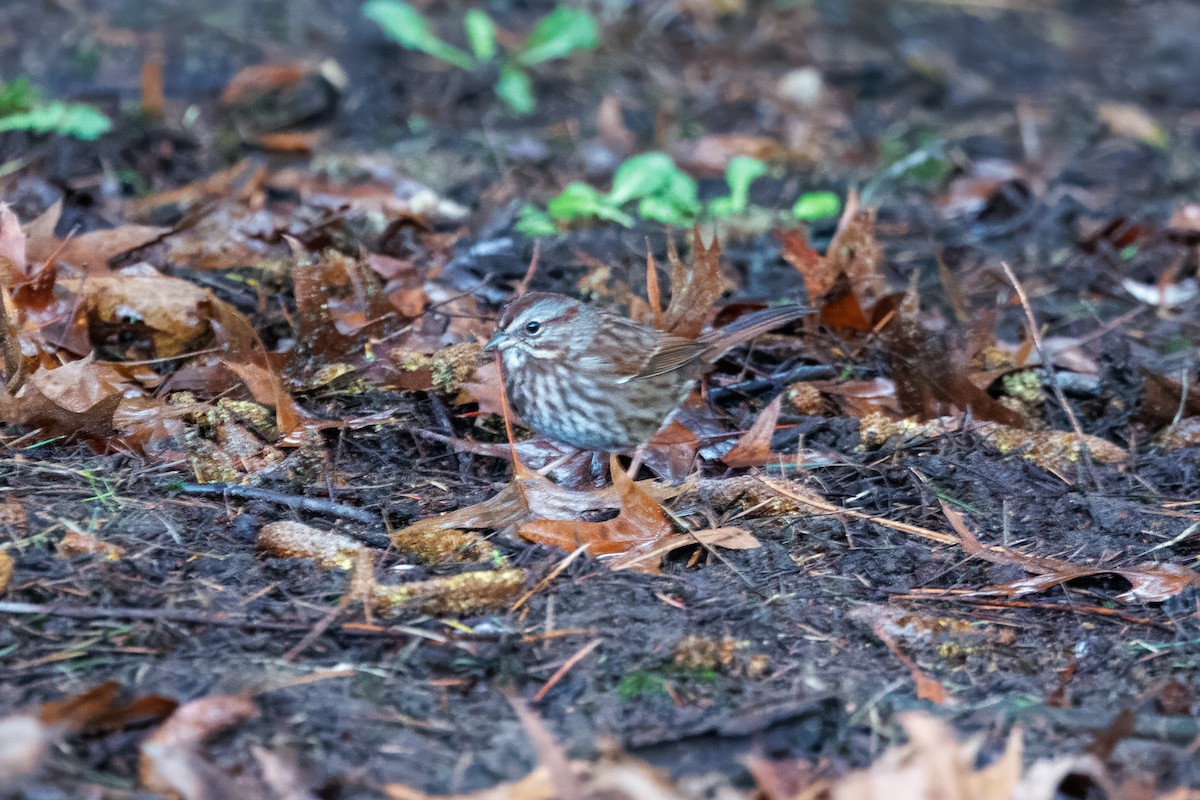 Chingolo Cantor - ML647611099