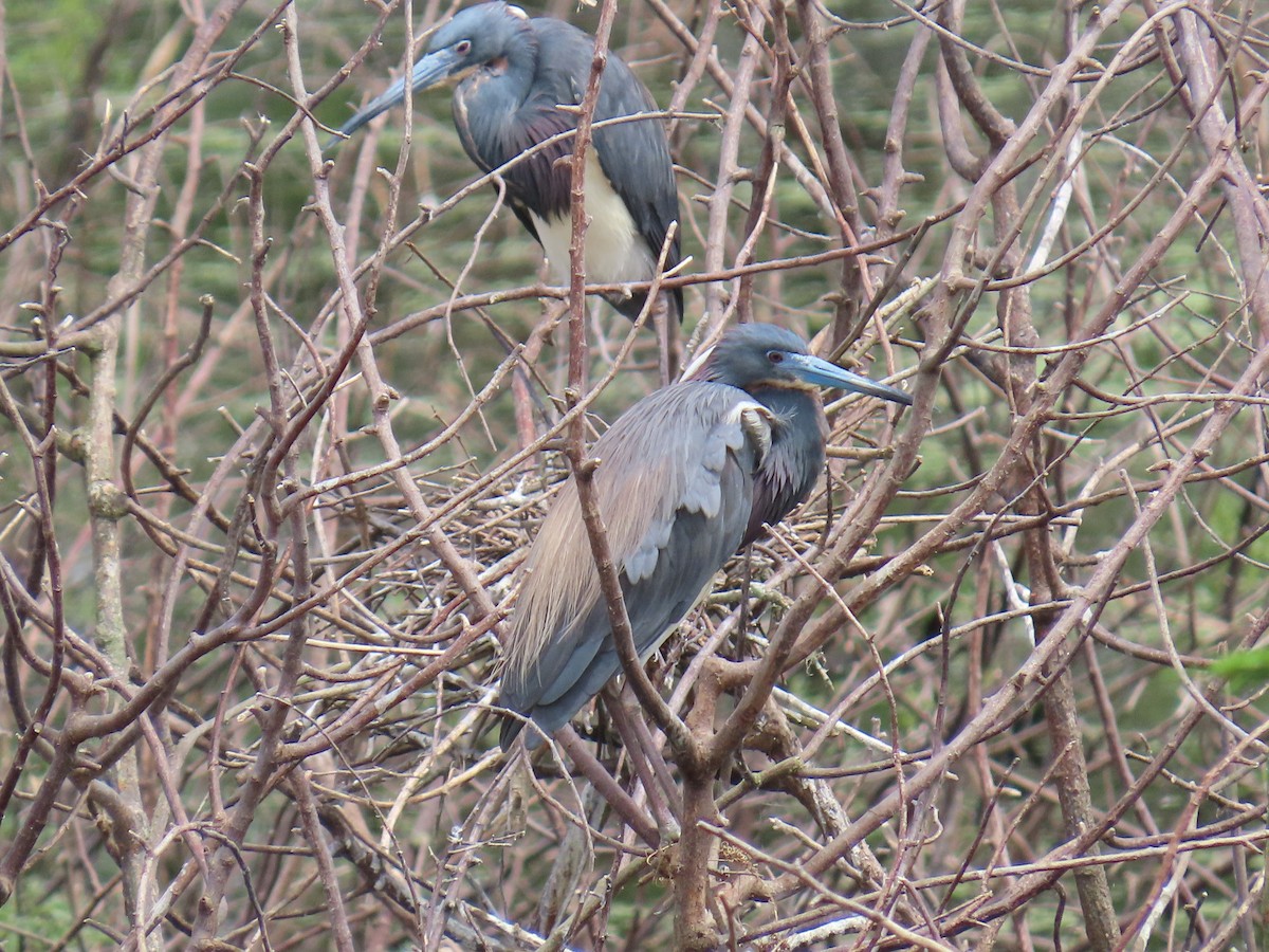 Garceta Tricolor - ML647611101