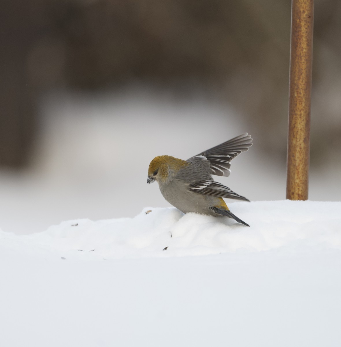 Camachuelo Picogrueso - ML647611102