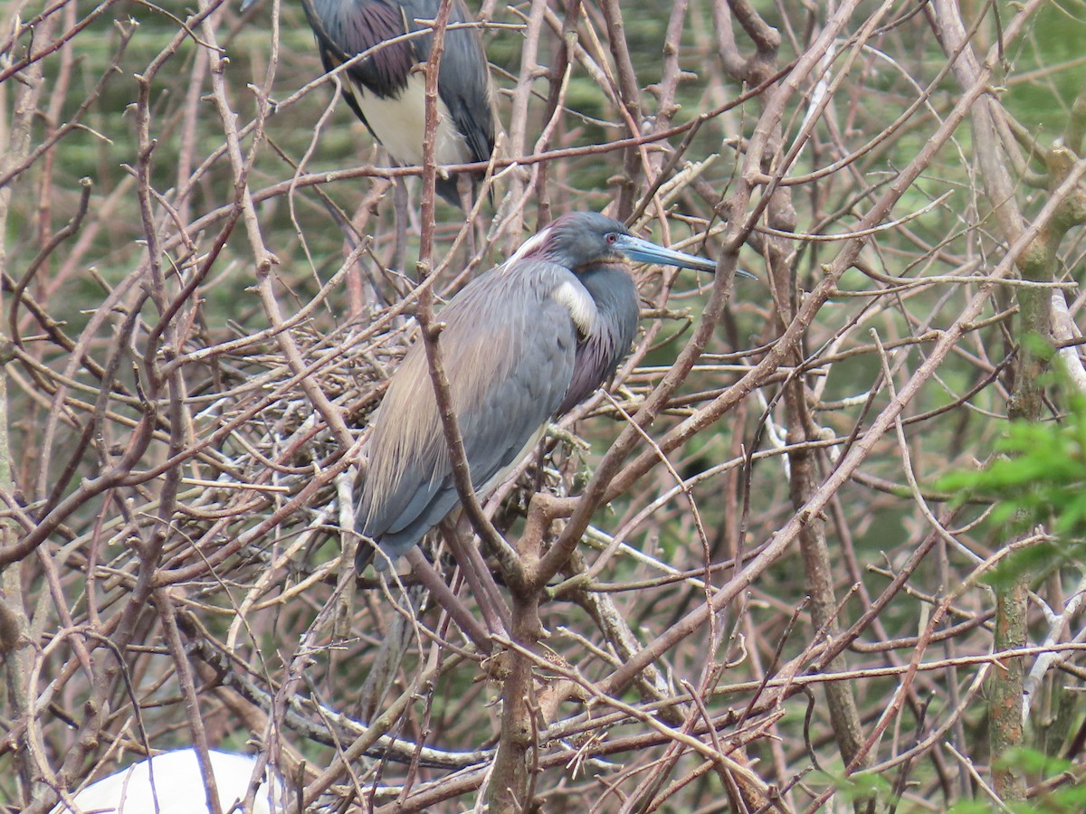 Garceta Tricolor - ML647611103