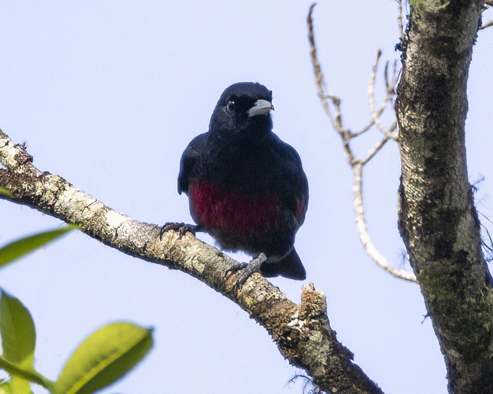 Oropéndola Consanguínea - ML647611109